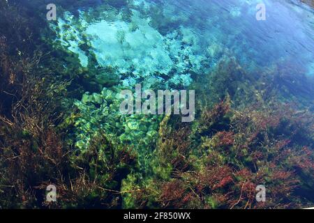 Anguille e alghe a te Waikoropupu Springs, Golden Bay, Nuova Zelanda Foto Stock