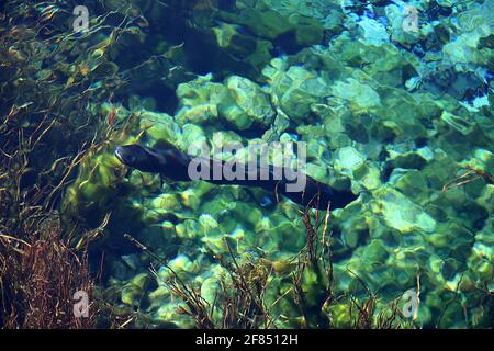 Anguille e alghe a te Waikoropupu Springs, Golden Bay, Nuova Zelanda Foto Stock