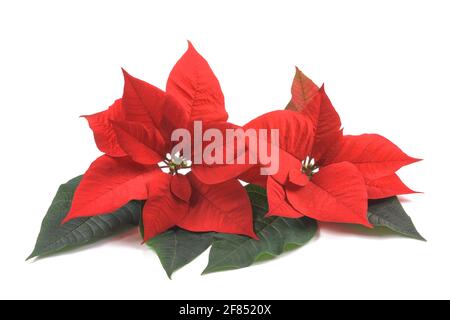 Poinsettia rosso fiori isolati su sfondo bianco Foto Stock