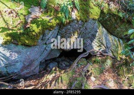 Piccola grotta naturale accoccolata tra rocce ricoperte di muschio e radici di alberi. Le ombre della foresta di metà giornata sono gettate in tutto. Foto Stock