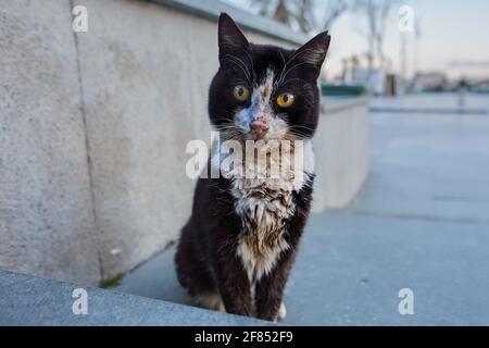 Il gatto nero e bianco sporco si siede sul marciapiede ad Antalya. Foto Stock