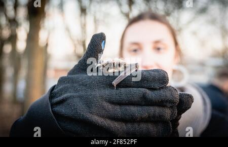 Donna che tiene il pipistrello in mano guanto, fuoco selettivo su animale Foto Stock
