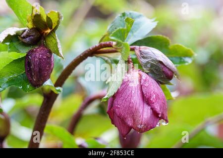 Primo piano di diversi fiori rosa di ellebore coperti di perle d'acqua. Sfondo sfocato. Foto Stock