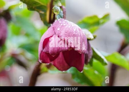 Primo piano di un singolo fiore rosa di ellebore coperto di perle d'acqua. Sfondo sfocato. Foto Stock