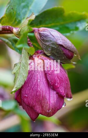 Primo piano di un fiore rosa e germoglio coperto di perle d'acqua. Sfondo sfocato. Foto Stock