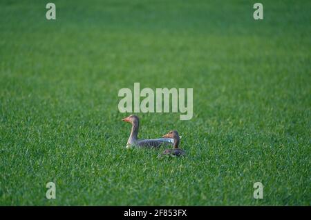 Un paio di oche grigiastre poggiate su un prato Foto Stock