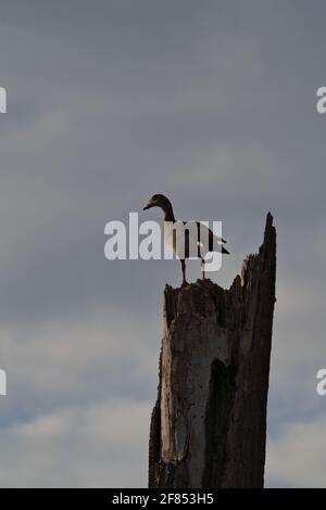 Un colpo verticale di un'oca egiziana su un rotto tronco di albero Foto Stock