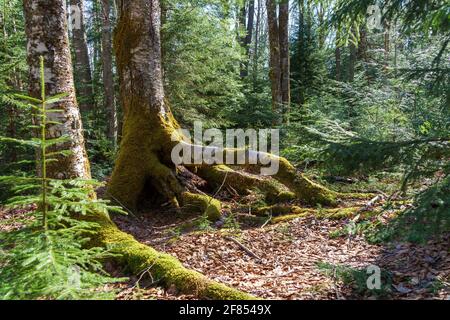 Scenario forestale con un albero che ha radici esposte extra lunghe coperte di muschio, raggiungendo a destra. Il pavimento forestale è coperto di foglie. Foto Stock