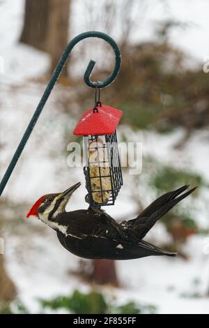 Picchio di legno Pileated che mangia da un alimentatore dell'uccello del suet in una giornata fredda di inverno. L'uccello è appeso da sotto l'alimentatore, e l'alimentatore è su un POL di metallo verde Foto Stock