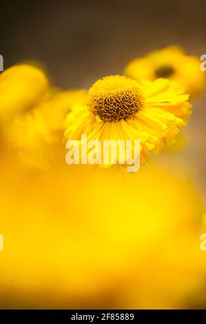 Primo piano di un fiore giallo brillante di sneezeweed o di elio ‘Kanaria’ con sfondo sfocato giallo e marrone attraente. Foto Stock