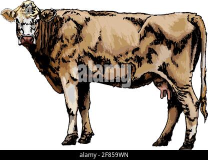 Mucca marrone da una spruzzata di acquerello, disegno colorato, realistico. Illustrazione vettoriale delle vernici Illustrazione Vettoriale