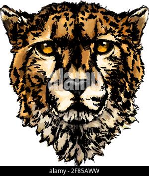 Ritratto della testa di ghepardo da una spruzzata di acquerello, disegno colorato, realistico. Illustrazione vettoriale delle vernici Illustrazione Vettoriale