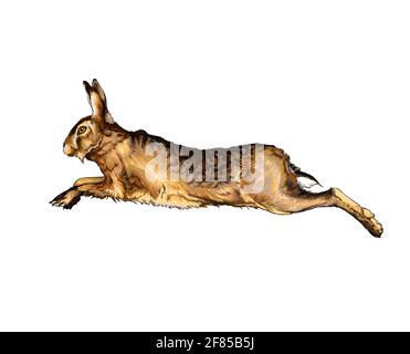 Lepre, coniglio da una spruzzata di acquerello, disegno colorato, realistico. Illustrazione vettoriale delle vernici Illustrazione Vettoriale
