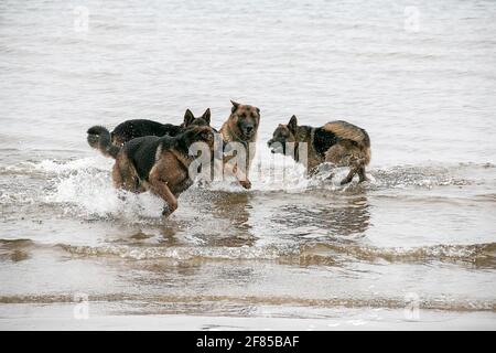 Quattro cani da pastore tedeschi giocano nel w ater Foto Stock