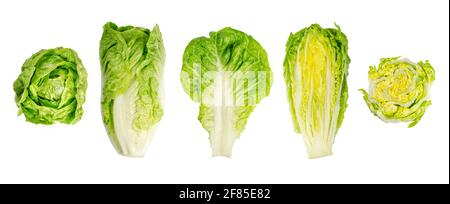 Romaine lattuga cuori. Sezioni intere e trasversali di teste di lattuga di cos in una fila. Foglie robuste di colore verde scuro con costolature salde al centro. Foto Stock