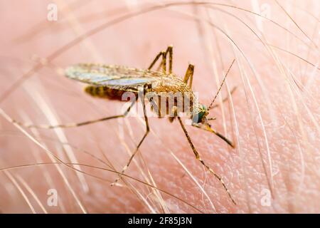 Leishmaniosi, encefalite, febbre gialla, Dengue, malattia di malaria, Mayaro o Zika Virus infettivo Culex zanzara parassita insetto Macro Foto Stock