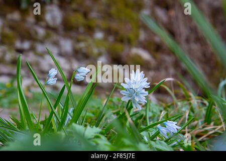 Primo piano di uno squill striato nell'erba con fuoco selettivo, chiamato anche scilloides di Puschkinia o puschkinie Foto Stock