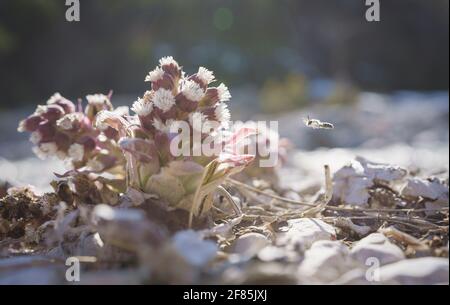 Ape che vola verso il fiore rosa del thistle che fiorisce tra le rocce illuminate dal sole, Austria Foto Stock
