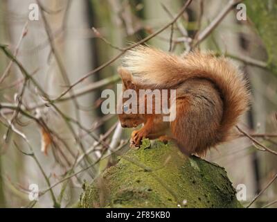 Carino Squirrel Rosso (Sciurus vulgaris) mangiare noce in posa tipica con coda stesa sulla sua schiena in faggio (Fagus sylvatica) Cumbria, Inghilterra, UK Foto Stock