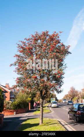 Sorbus aucuparia, Rowan, Monte Ceneri, illustrazione con frutti di bosco in autunno. Ha foglie di colore verde scuro in estate diventa rosso o giallo in autunno. Foto Stock