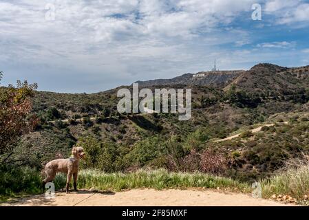 Un poodle marrone si erge con una vista dell'insegna di Hollywood da un percorso escursionistico per cani a Griffith Park, Los Angeles, California. Foto Stock