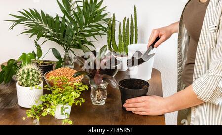 Giovane donna giardiniere mani pianta Cordyline frutticosa palma con radici in vaso con terreno fertile su tavola di legno. Piantando e giardinaggio indoor Foto Stock