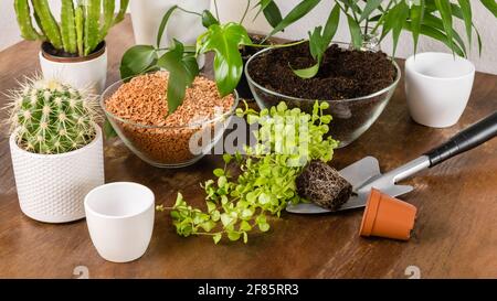 Giardino interno fai da te con piante verdi, fiori, cactus e succulenti su legno in vasi di fiori bianchi su tavola e scaffale di legno. Suolo e drenaggio per Foto Stock