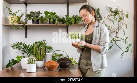 Giovane donna caucasica giardiniere tiene la pianta verde in vaso bianco per trapiantare in mano. Piante, cactus, drenaggio e terreno su tavola di legno Foto Stock