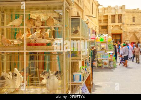 Doha, Qatar - 19 Febbraio 2019: Gabbie con uccelli in primo piano al Souq degli Uccelli all'interno del Souq Waqif, il vecchio mercato e popolare attrazione turistica a Doha Foto Stock