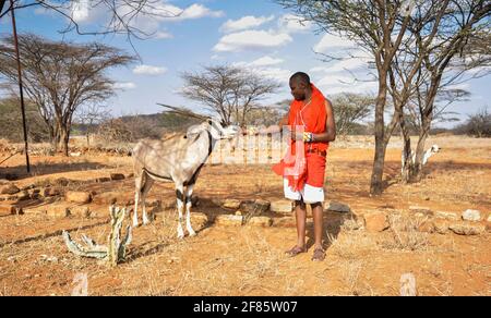 Uomo Maasai che alimenta un giovane Oryx vicino al cancello a. La Riserva Nazionale di Samburu Foto Stock