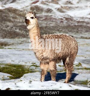 lama o lama su pascoli, Ande montagne, Perù Foto Stock