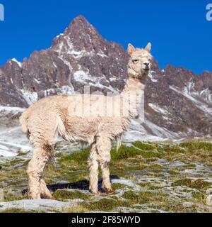 lama o lama su pascoli, Ande montagne, Perù Foto Stock