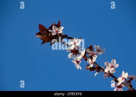 Primo piano di fiori di prugna di ciliegia, chiamato anche Prunus cerasifera o Kirschpflaume Foto Stock