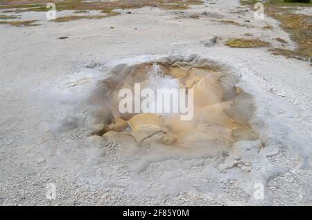 Tarda primavera nel Parco Nazionale di Yellowstone: Gorgogliante Shell Primavera del Gruppo Sapphire nella zona del Bacino Biscuit del Bacino superiore Geyser Foto Stock