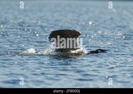 Una giovane e aggressiva oca canadese nuotare in un lago. Quebec, Canada Foto Stock