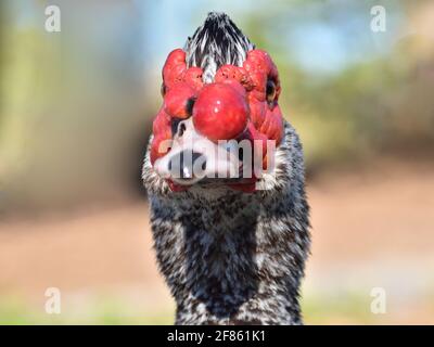 Ritratto di anatra moscovy dall'aspetto divertente (Cairina moschata) Foto Stock