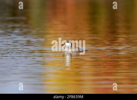 Un drago di anatra Ruddy nuota da solo in un vasto lago con i bei colori della caduta riflessi nell'acqua. Foto Stock