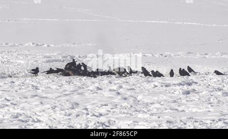 ravens e una vendetta di aquila calva su una carcassa a. yellowstone Foto Stock