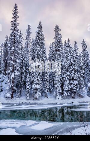 Tramonto su tress coperto di neve e Toby Creek vicino a Invermere nel Parco Nazionale di Kootenay, BC Foto Stock
