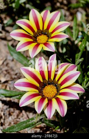 La foto è stata scattata nel giorno di sole luminoso che mostra il periodo migliore dell'anno. Soprattutto la primavera. I fiori sono la vita che mostrano sempre la speranza. Foto Stock