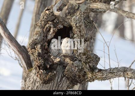 Ural OWL (Strix uralensis japonica) coppia a Hokkaido, Giappone del Nord Foto Stock