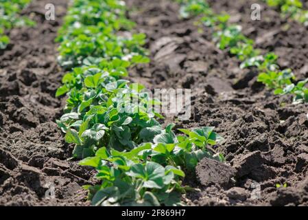 Giovani cespugli di fragole in giardino. Come cresce fragole in giardino in primavera. Foto Stock