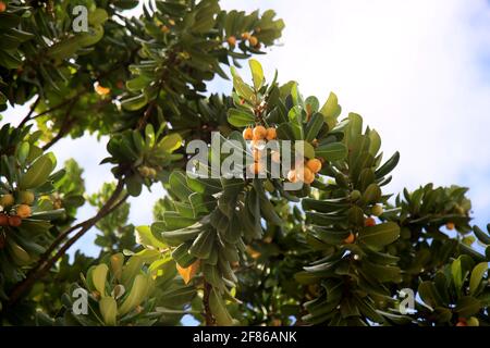 salvador, bahia, brasile - 6 gennaio 2021: Frutto della pianta di mimusops è visto su una strada nella città di Salvador. *** Local Caption *** Foto Stock