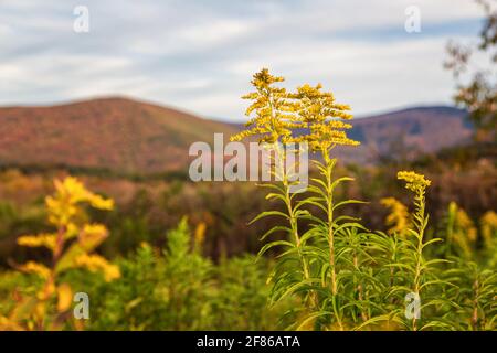 Stagione autunnale nel Massachusetts occidentale Foto Stock