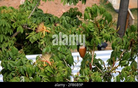 salvador, bahia, brasile - 6 gennaio 2021: Frutta di monguba (Pachira aquatica Aubl.), popolarmente conosciuta come munguba, castanhola, castagno-di-maranhao, cacao Foto Stock