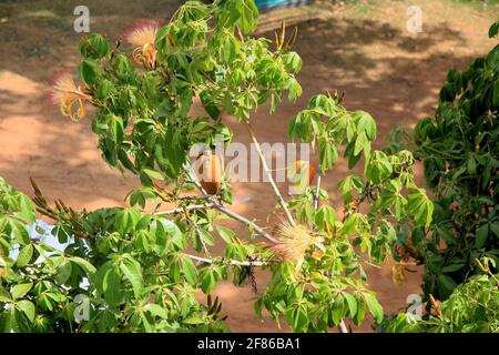salvador, bahia, brasile - 6 gennaio 2021: Frutta di monguba (Pachira aquatica Aubl.), popolarmente conosciuta come munguba, castanhola, castagno-di-maranhao, cacao Foto Stock