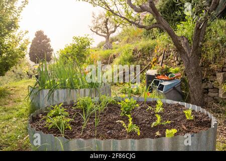 Insalata verde e piante vegetali che crescono in letti di giardino rialzati in azienda agricola biologica Foto Stock