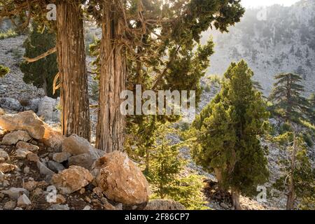 Alberi di cedro libanesi alle pendici del monte Tahtali in Turchia Foto Stock