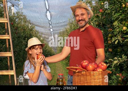 Concetto di cibo sano. Padre e figlia che raccolgono le mele in un frutteto. Cute litte Girl mangiare mela. Foto Stock