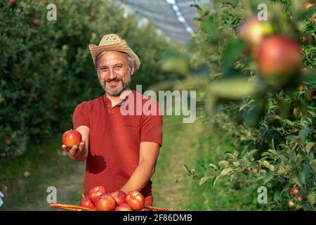 Carismatico agricoltore maturo che tiene la mela rossa e guardando la fotocamera. Concetto di cibo sano. Coltivatore che raccoglie le mele in un frutteto. Foto Stock